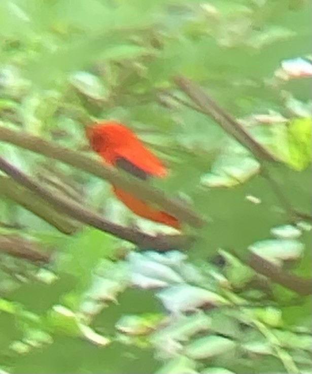 Scarlet Tanager - ML619916486