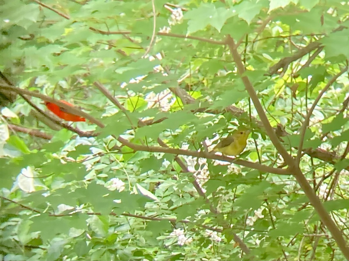 Scarlet Tanager - ML619916487