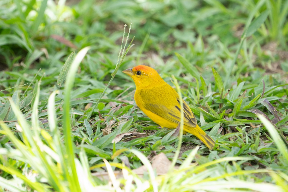 Orange-fronted Yellow-Finch - ML619916492