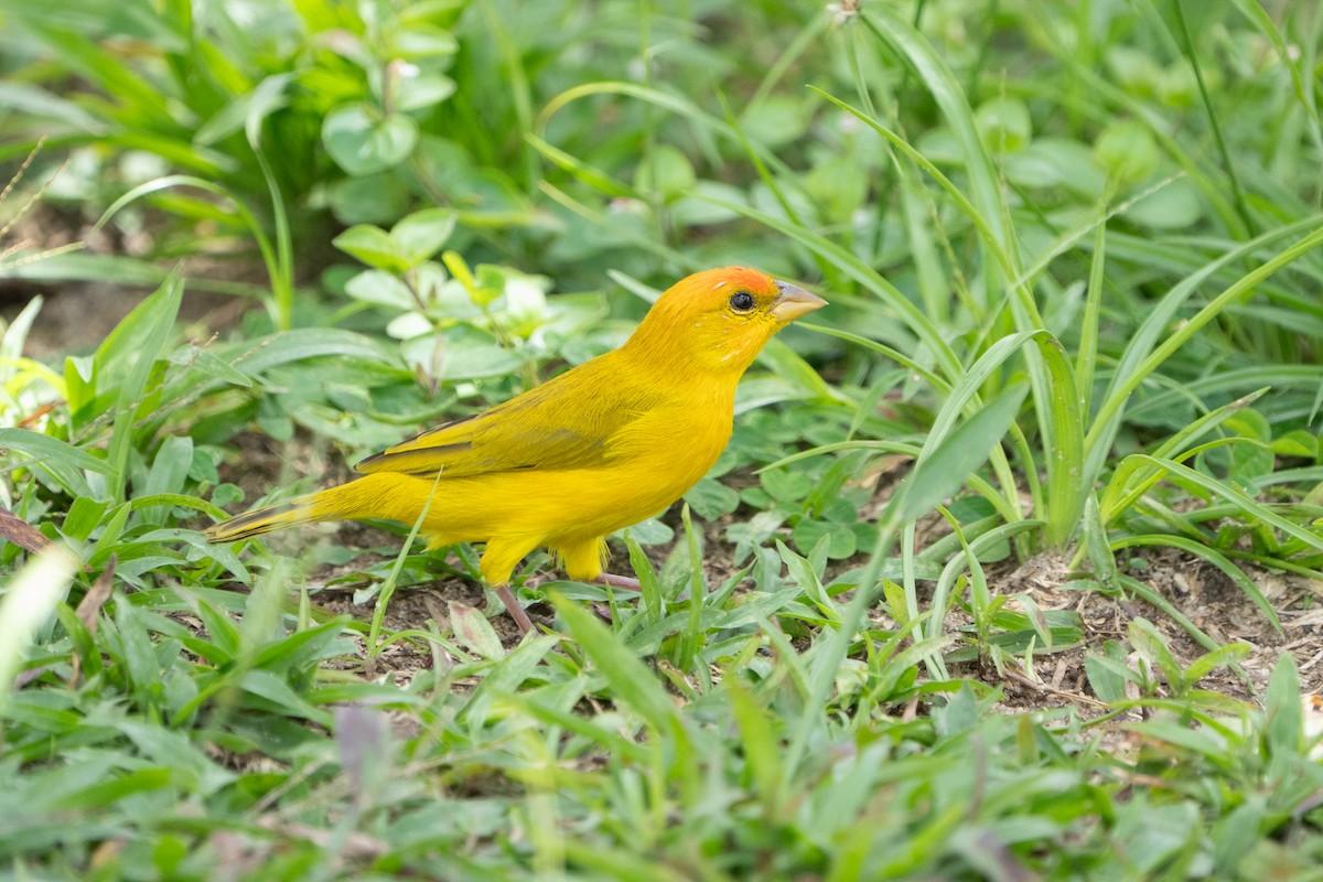 Orange-fronted Yellow-Finch - ML619916493