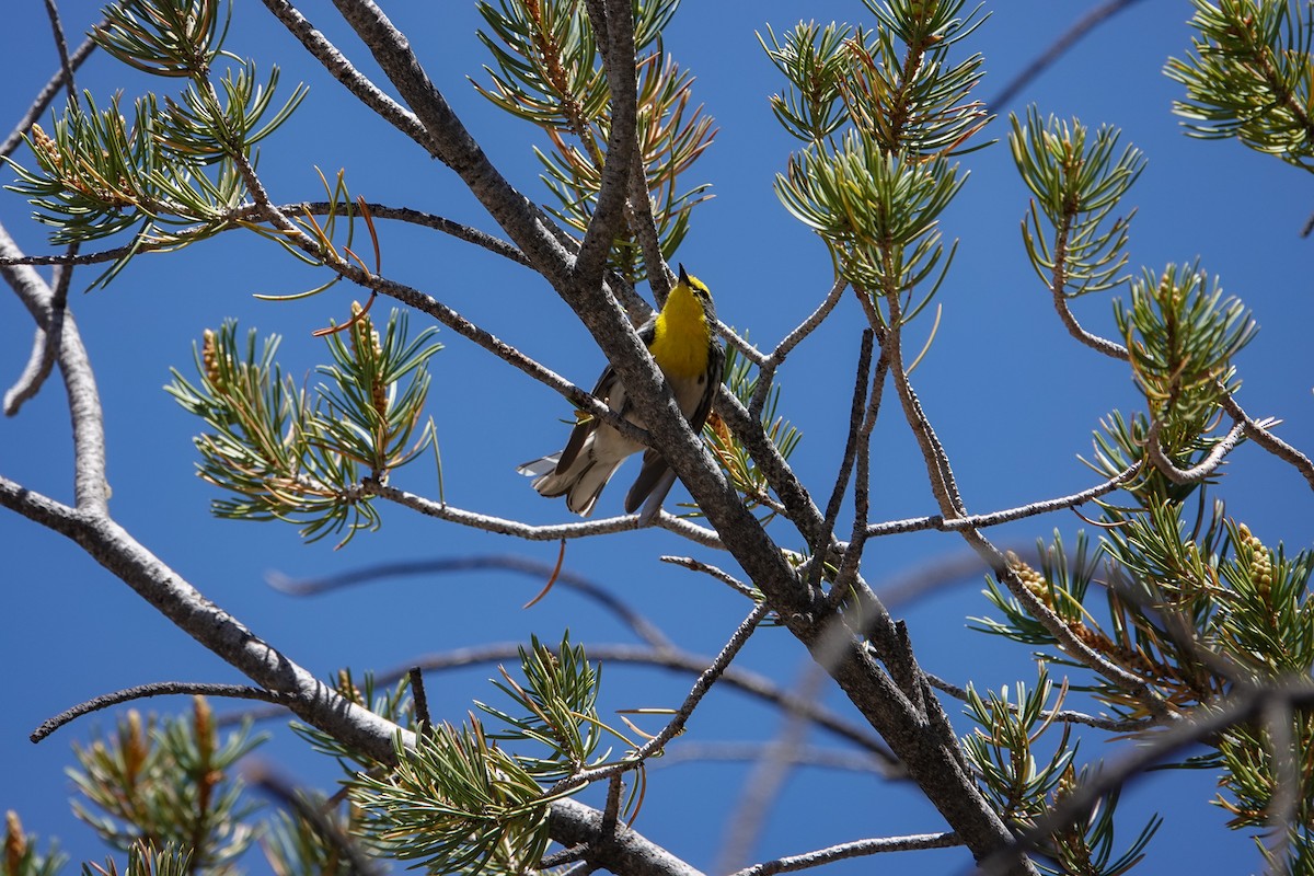 Grace's Warbler - ML619916500