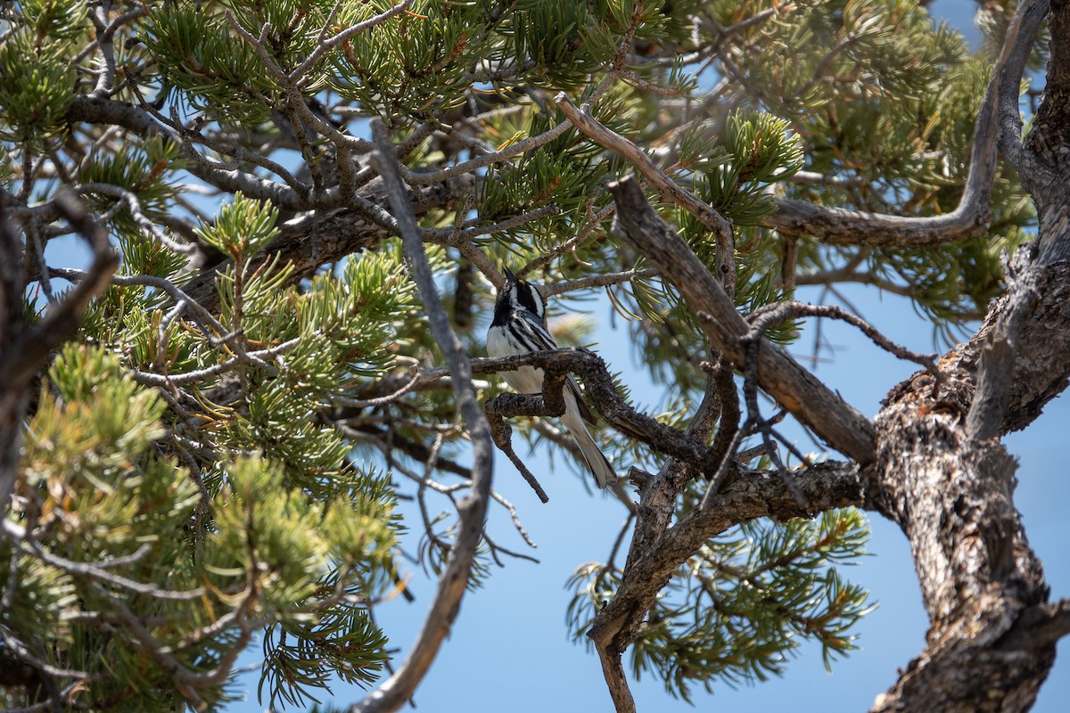 Black-throated Gray Warbler - ML619916503