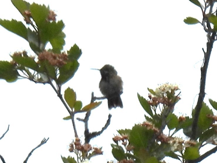 Colibrí Calíope - ML619916504