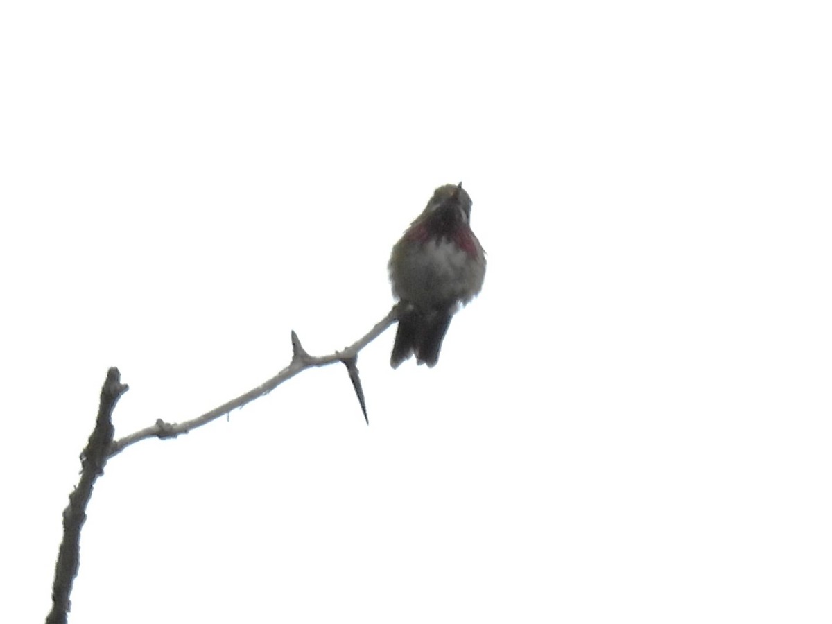 Calliope Hummingbird - ML619916505