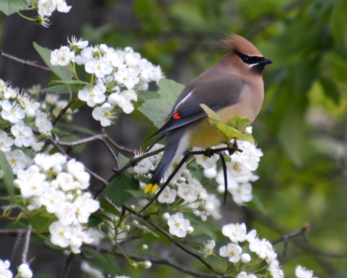 Cedar Waxwing - ML619916526