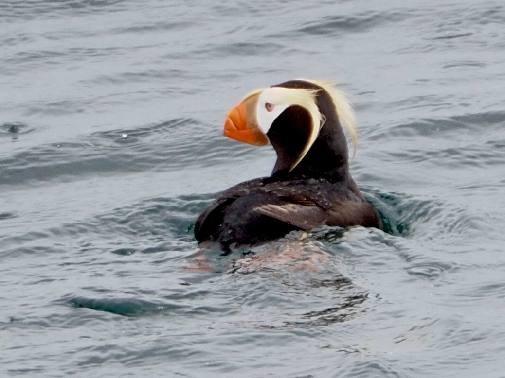 Tufted Puffin - ML619916528