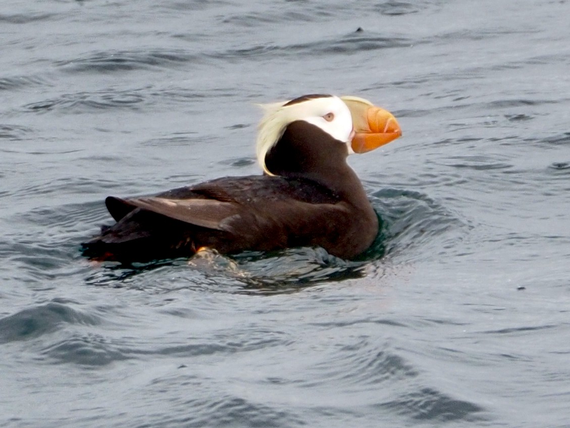 Tufted Puffin - ML619916529