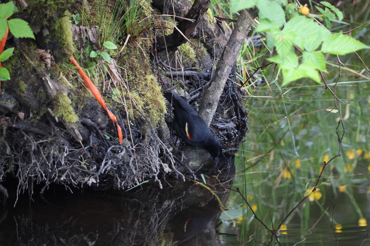 Red-winged Blackbird - ML619916536