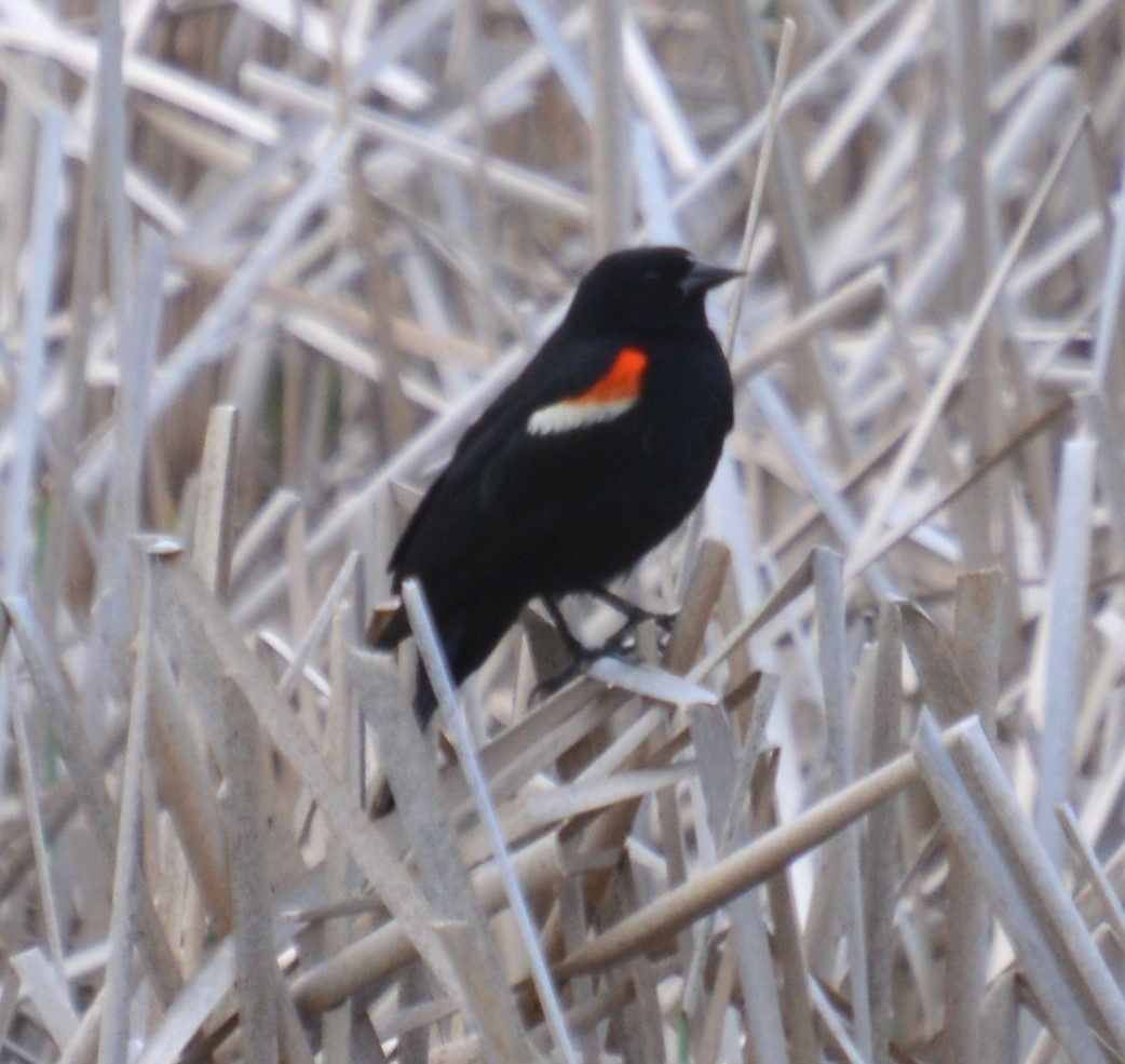 Red-winged Blackbird - ML619916539