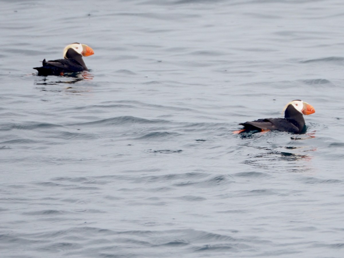 Tufted Puffin - ML619916541