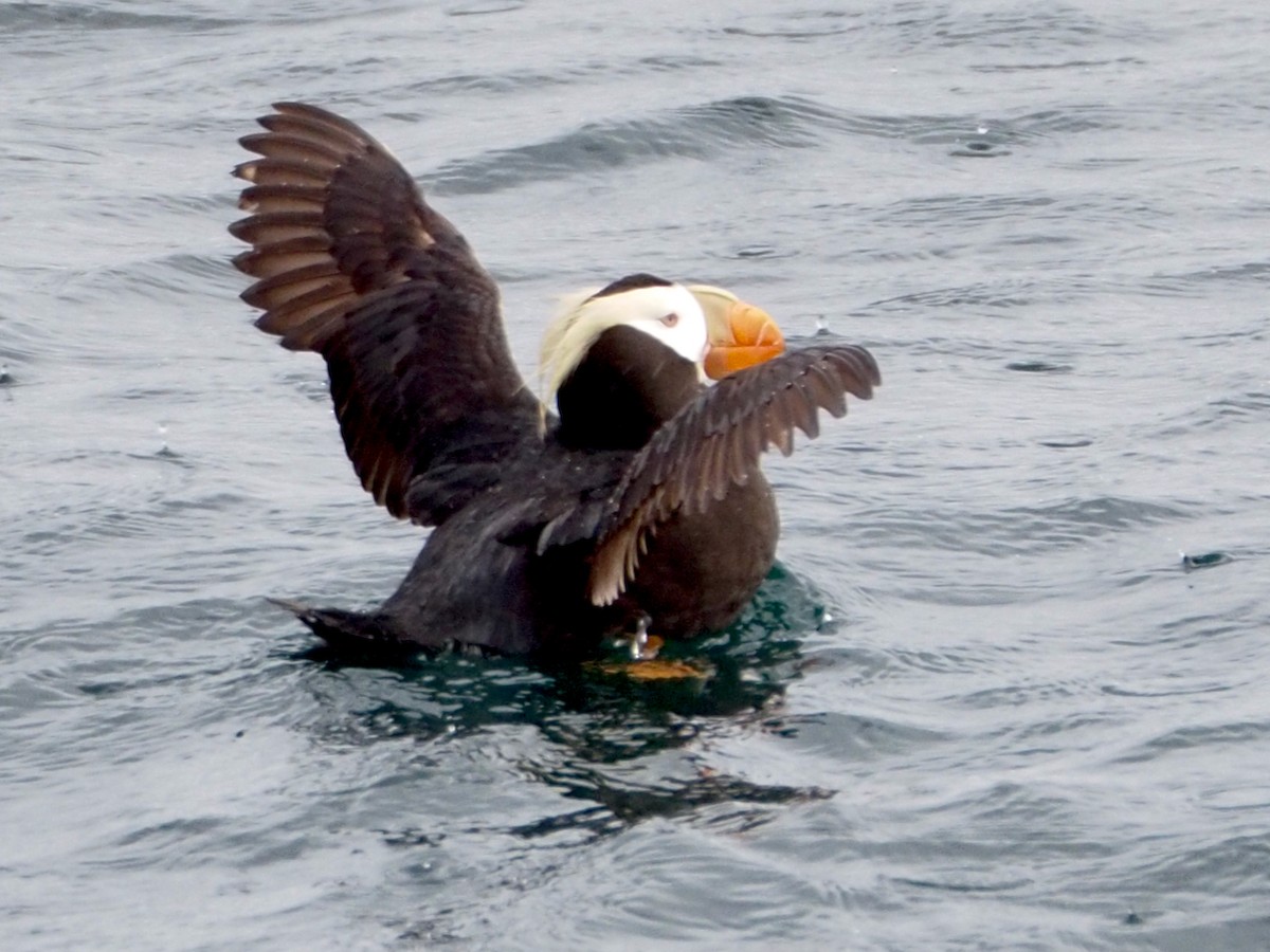 Tufted Puffin - ML619916542