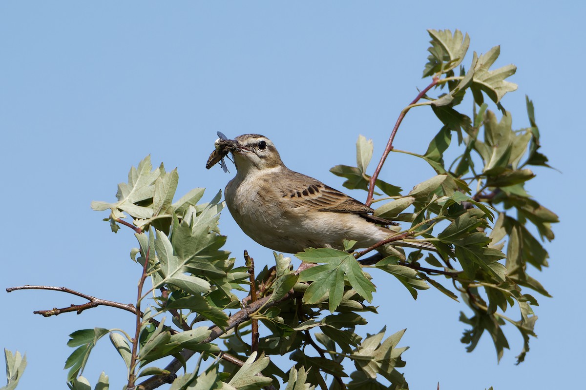 Tawny Pipit - ML619916547