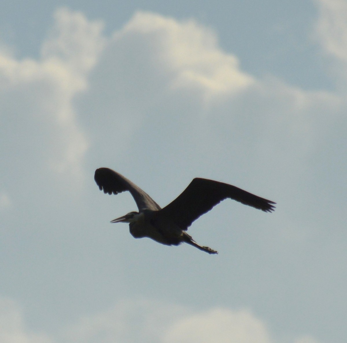 Great Blue Heron - ML619916549