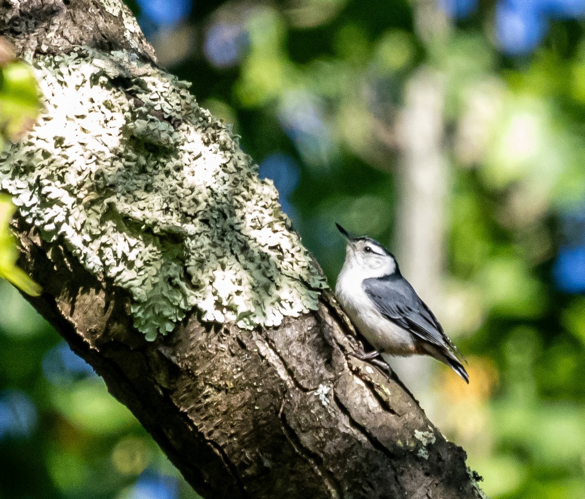 White-breasted Nuthatch - ML619916552