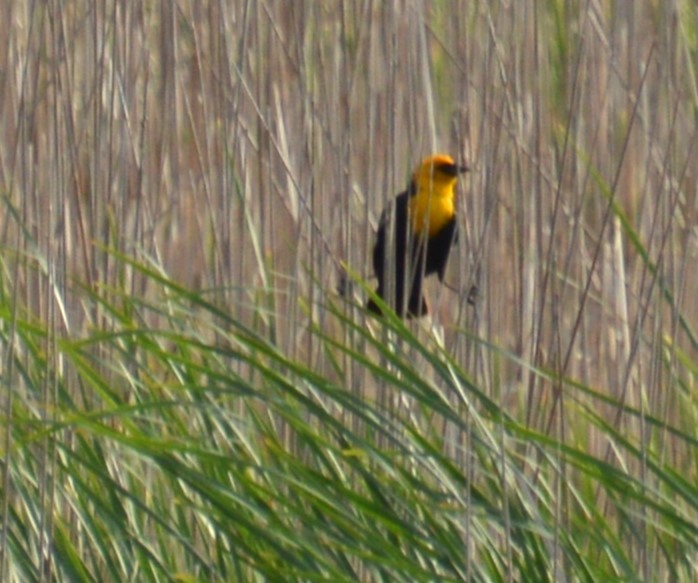 Yellow-headed Blackbird - ML619916555