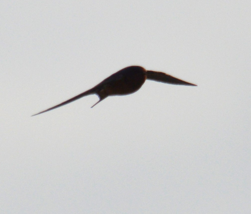 Barn Swallow - ML619916561