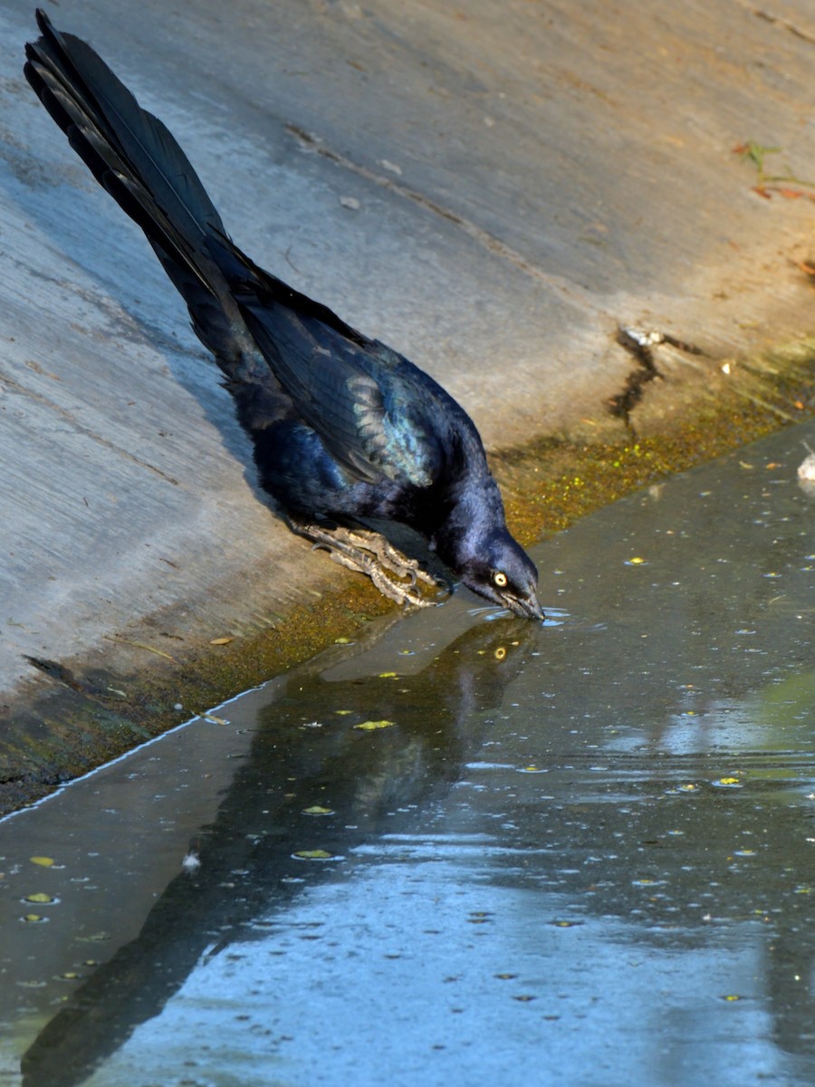 Great-tailed Grackle - ML619916579