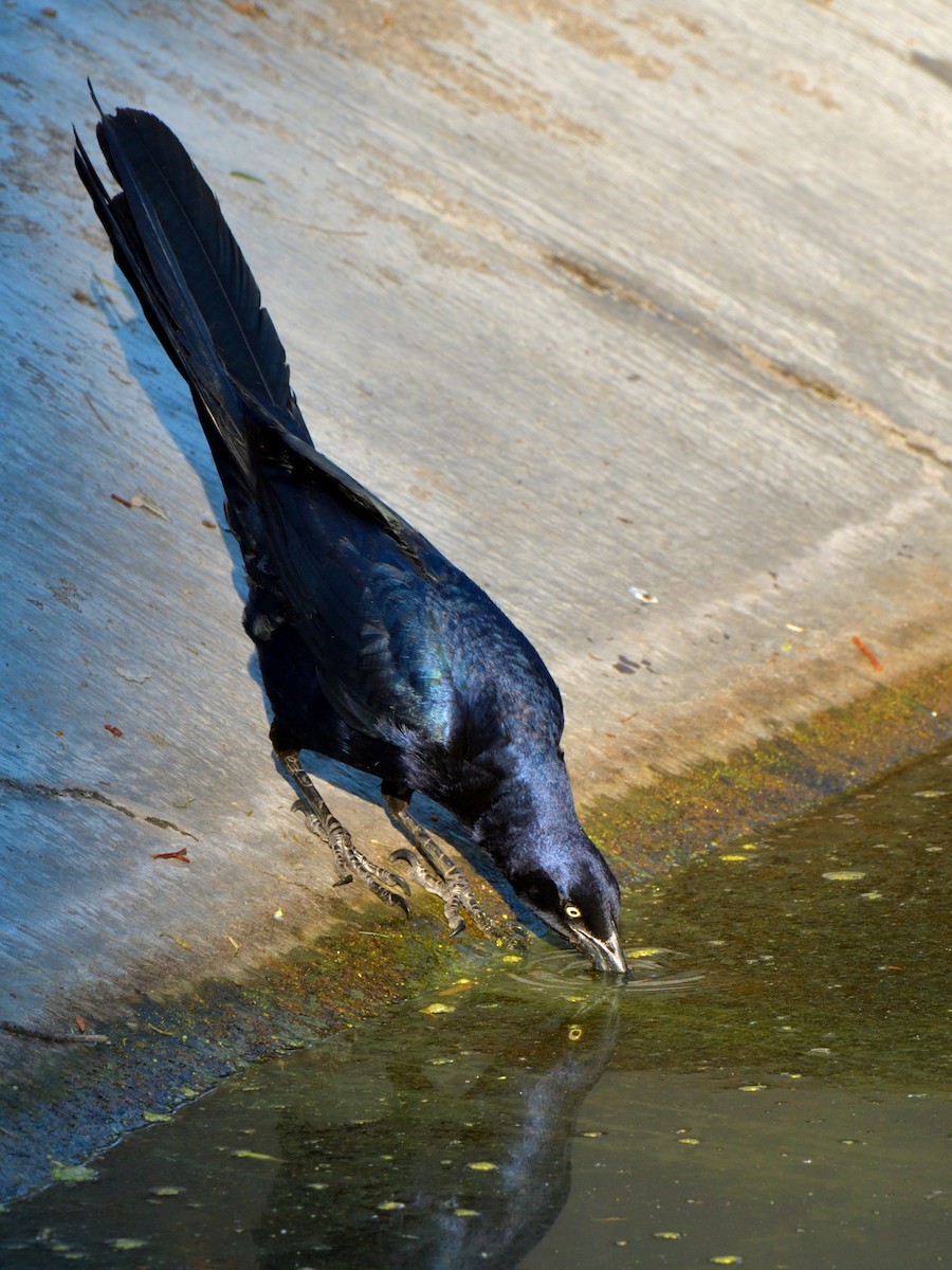 Great-tailed Grackle - ML619916580