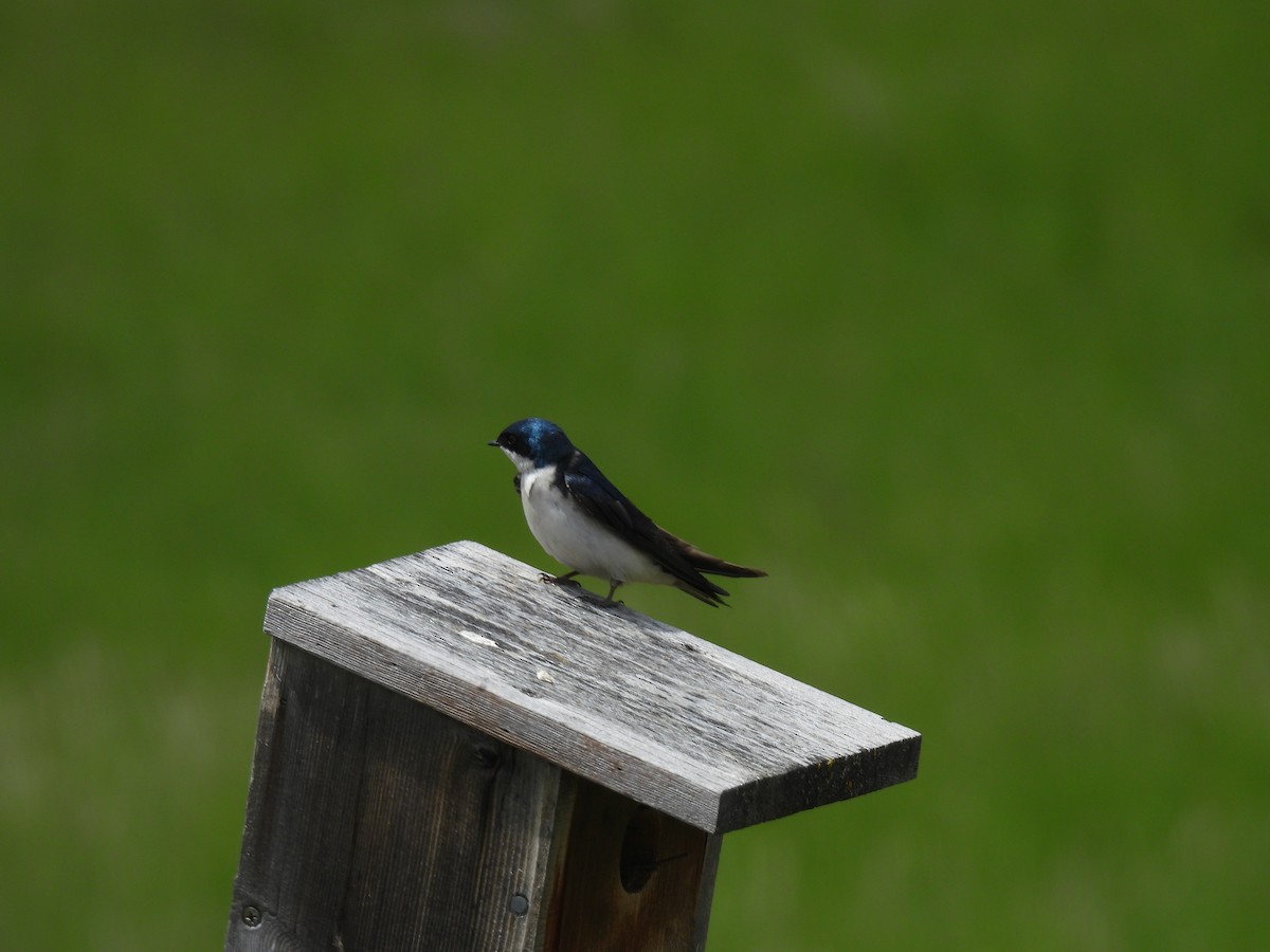 Tree Swallow - ML619916587