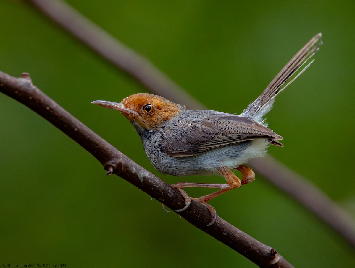 Ashy Tailorbird - ML619916591