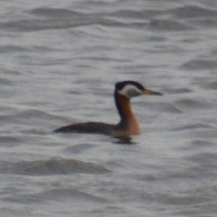 Red-necked Grebe - ML619916593