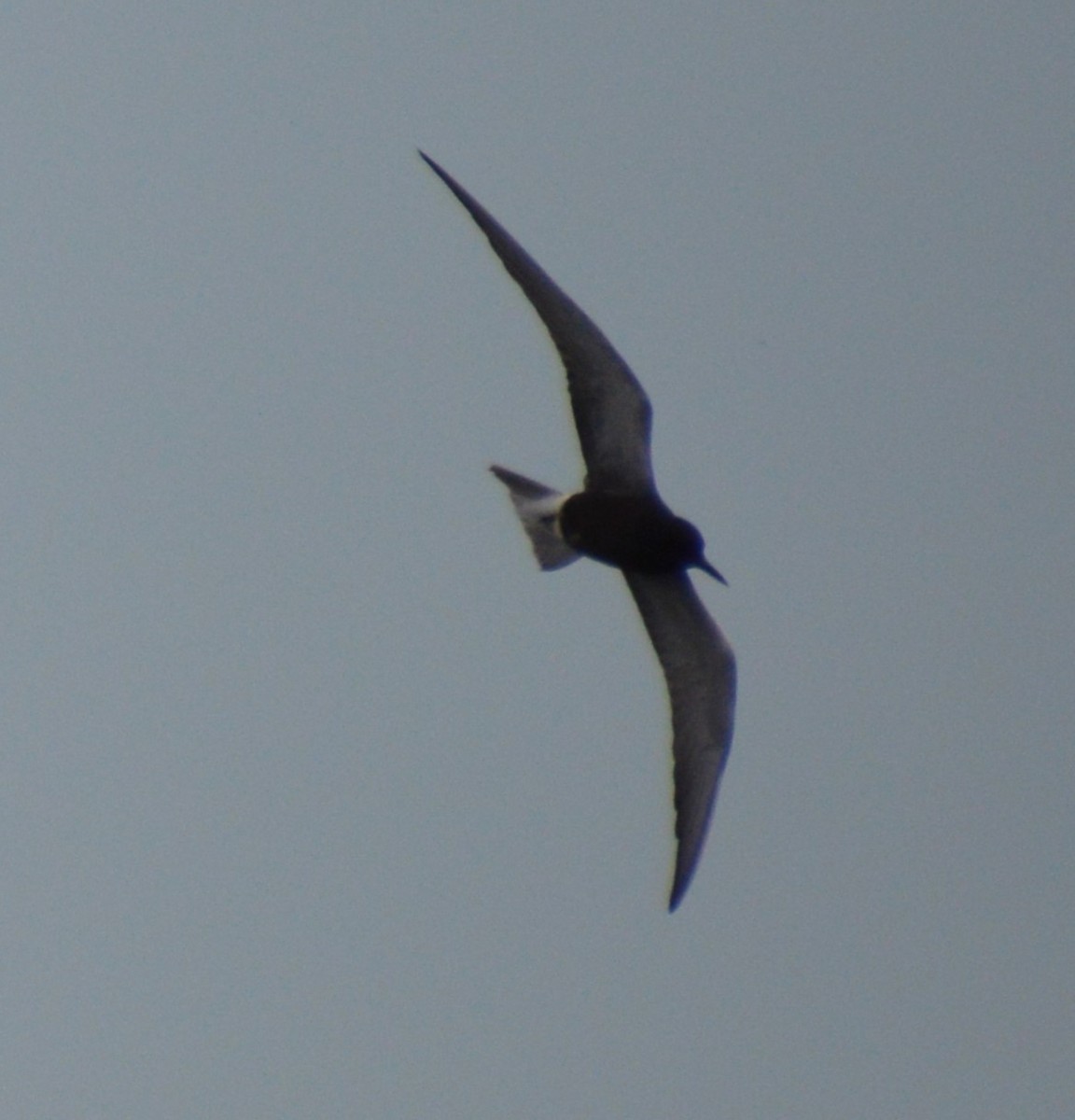 Black Tern - ML619916595