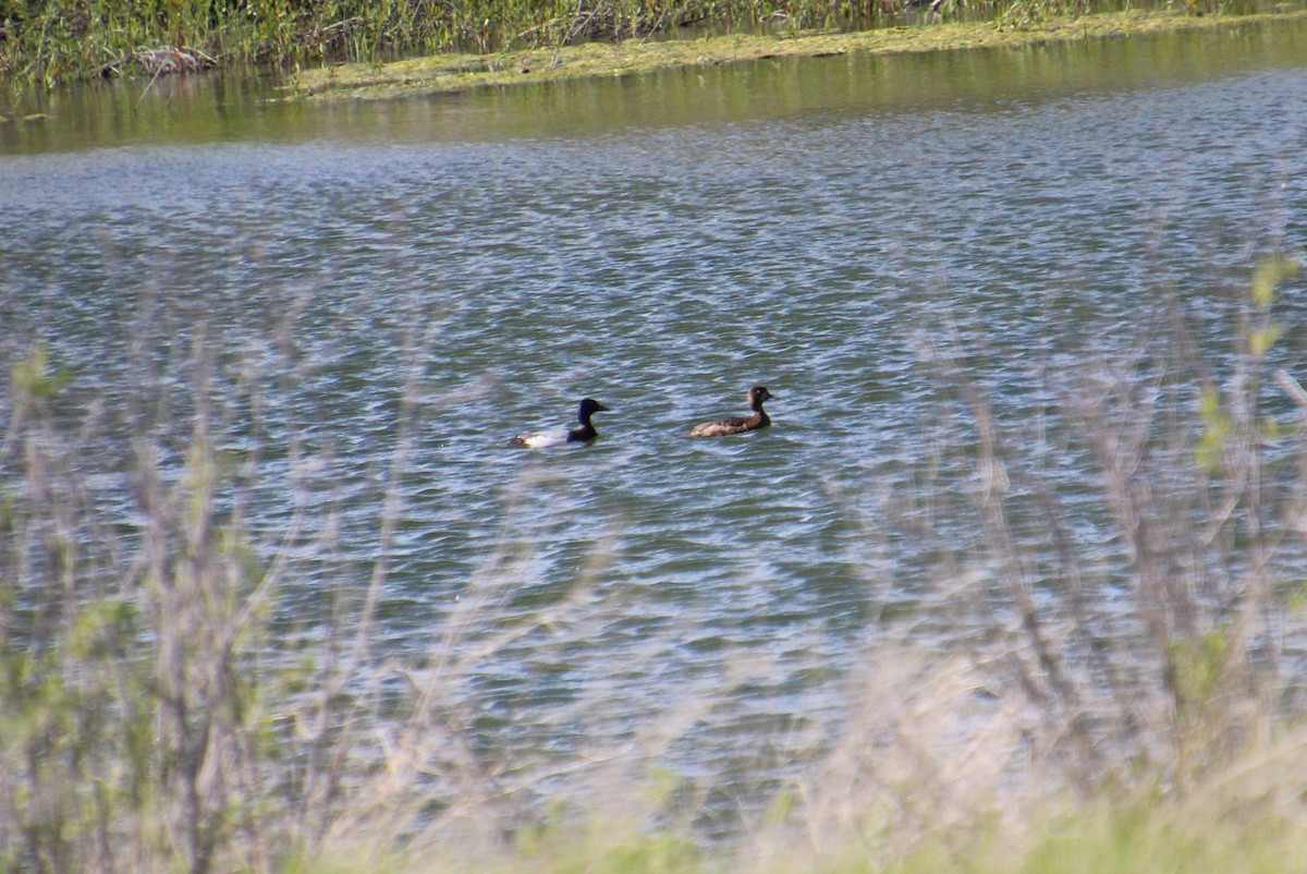 Lesser Scaup - ML619916601