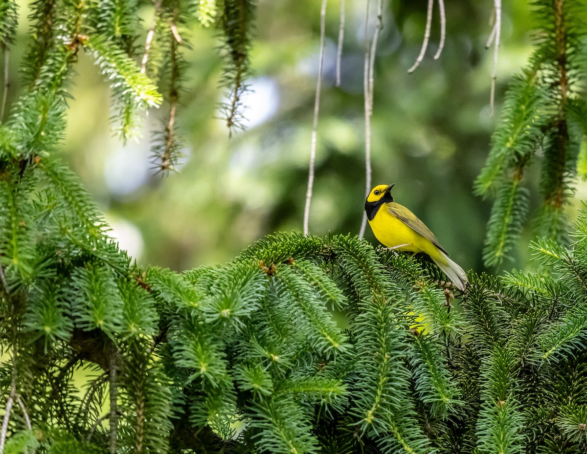 Hooded Warbler - ML619916608