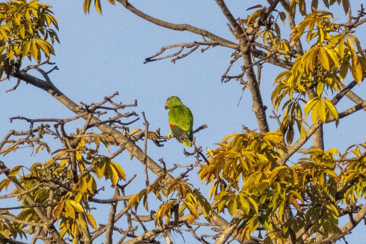 White-fronted Parrot - ML619916609