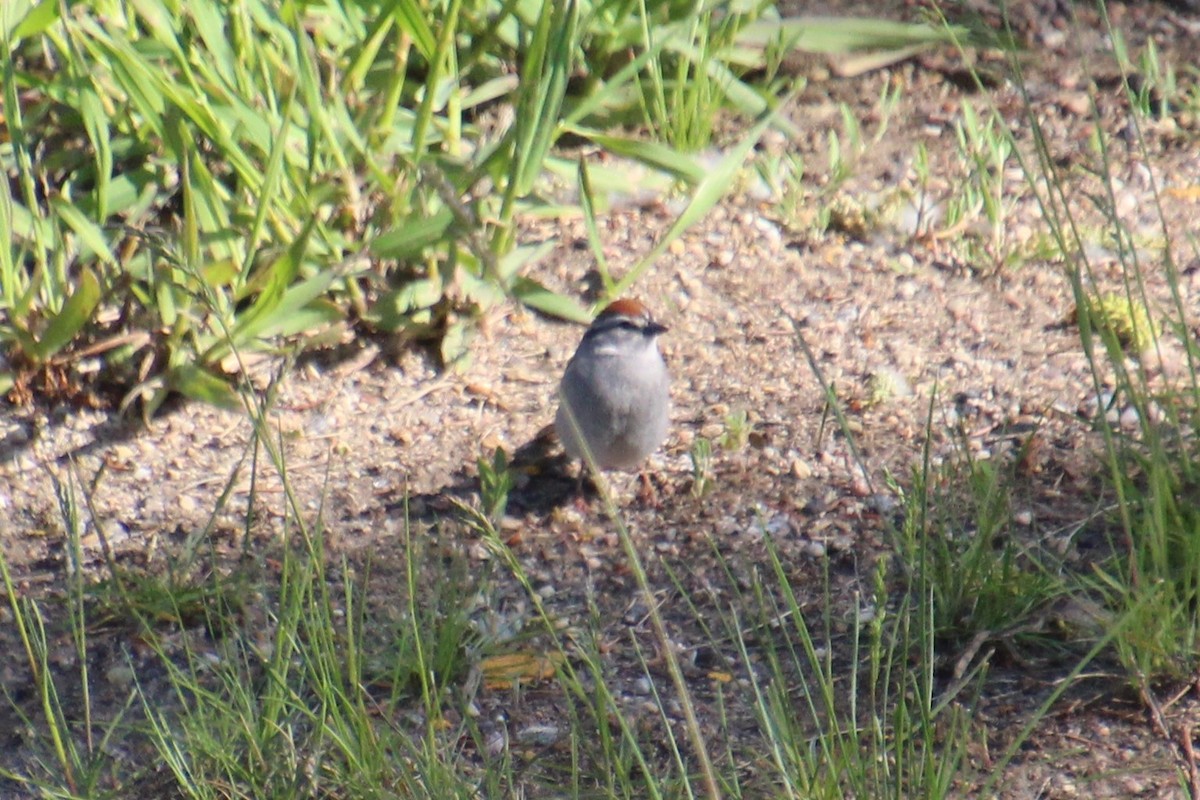 Chipping Sparrow - ML619916614