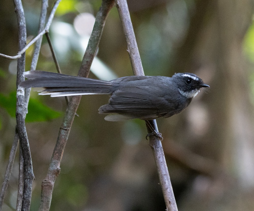 White-throated Fantail - ML619916619