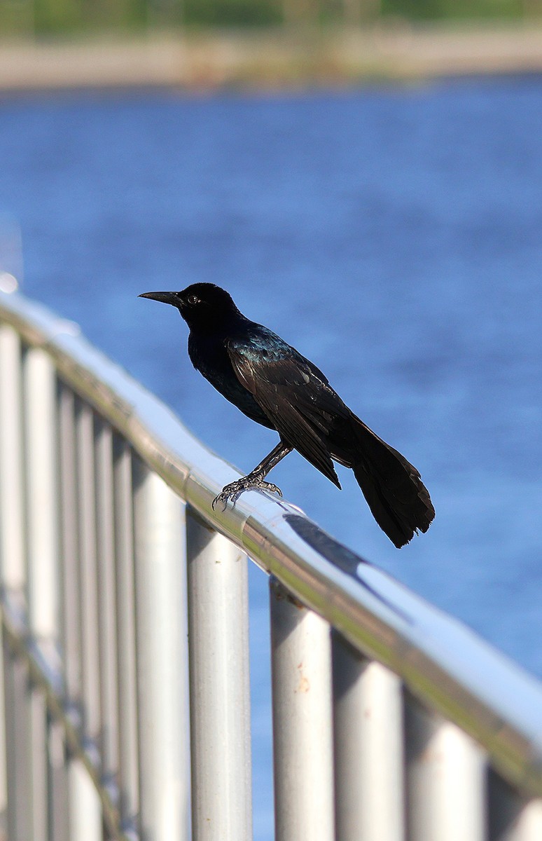 Boat-tailed Grackle - ML619916622