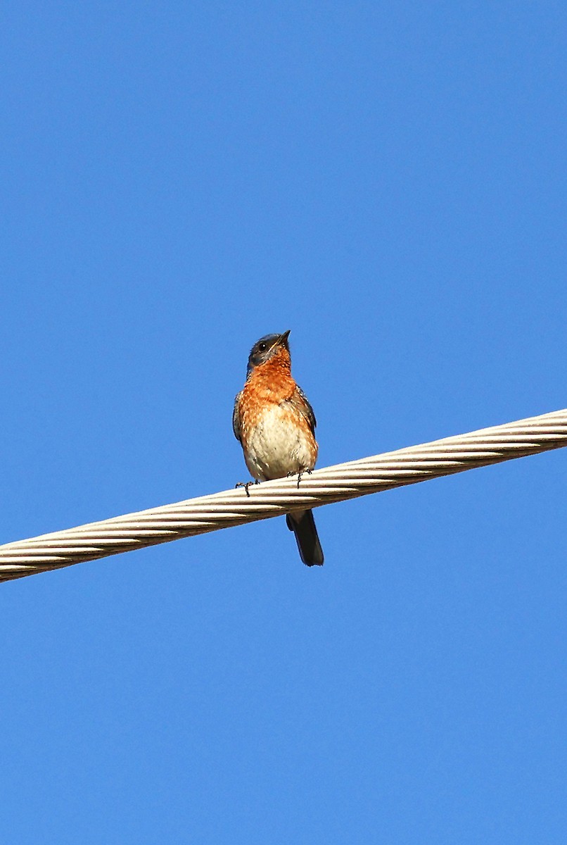 Eastern Bluebird - ML619916626