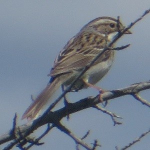 Clay-colored Sparrow - ML619916635