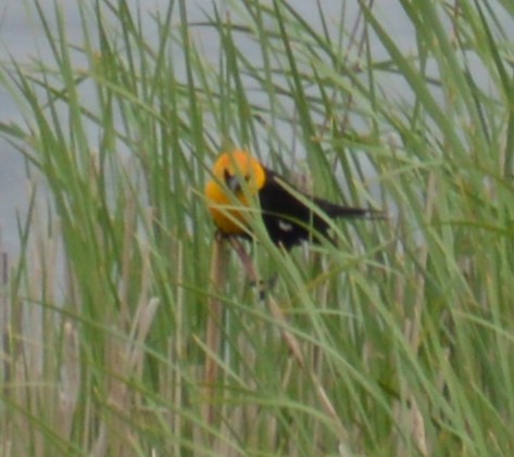 Yellow-headed Blackbird - ML619916639