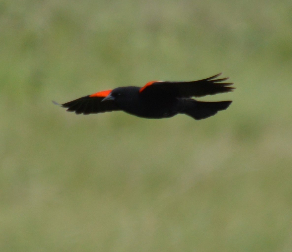 Red-winged Blackbird - Liz Almlie