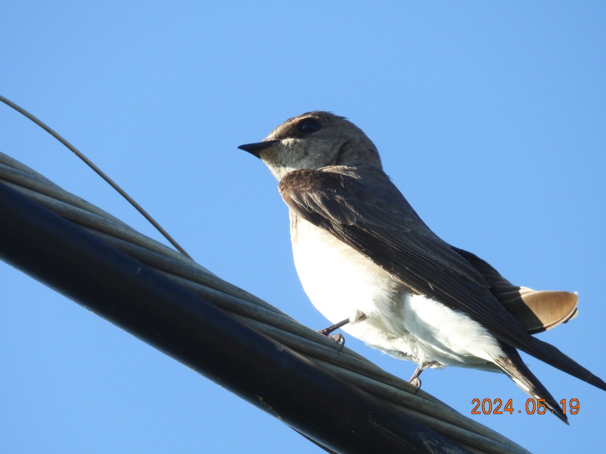 Northern Rough-winged Swallow - ML619916647