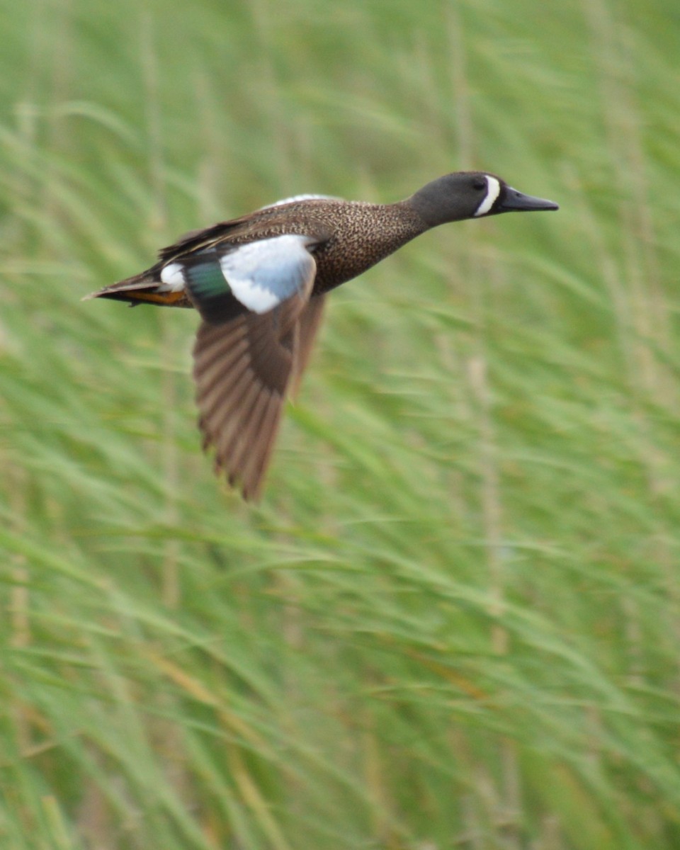 Blue-winged Teal - ML619916648