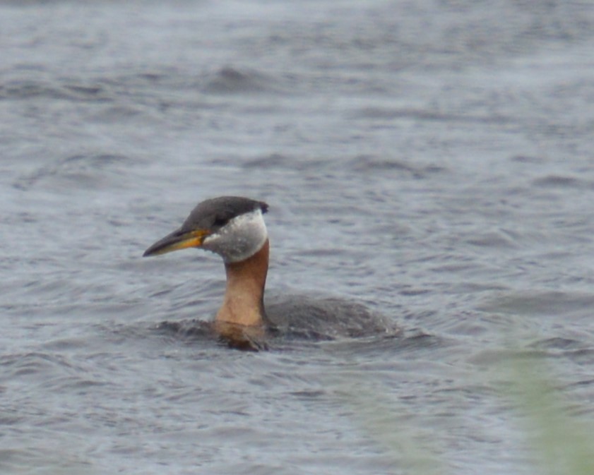 Red-necked Grebe - ML619916651