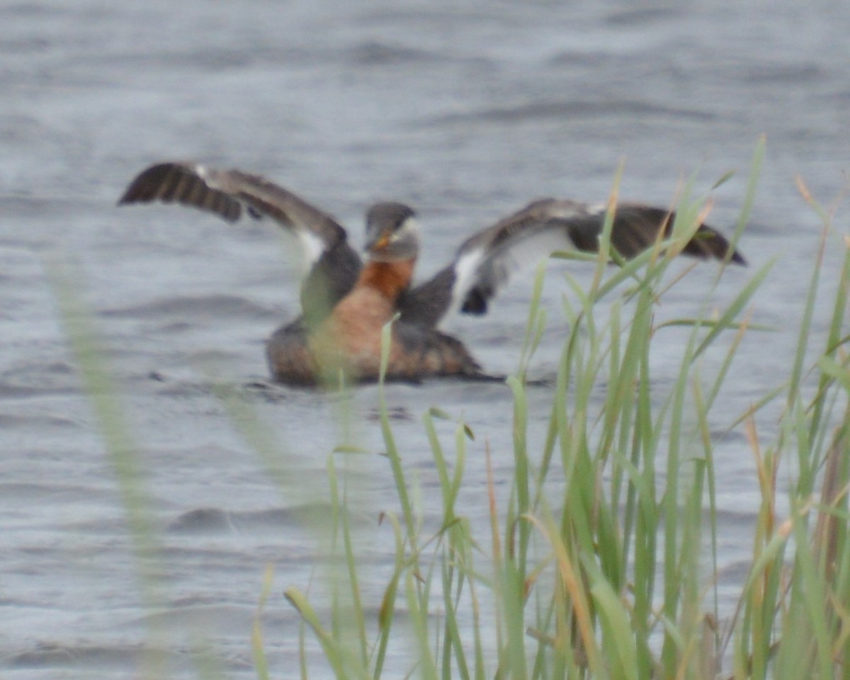 Red-necked Grebe - ML619916652