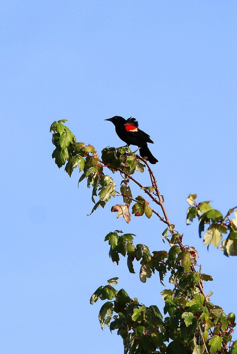 Red-winged Blackbird - ML619916657