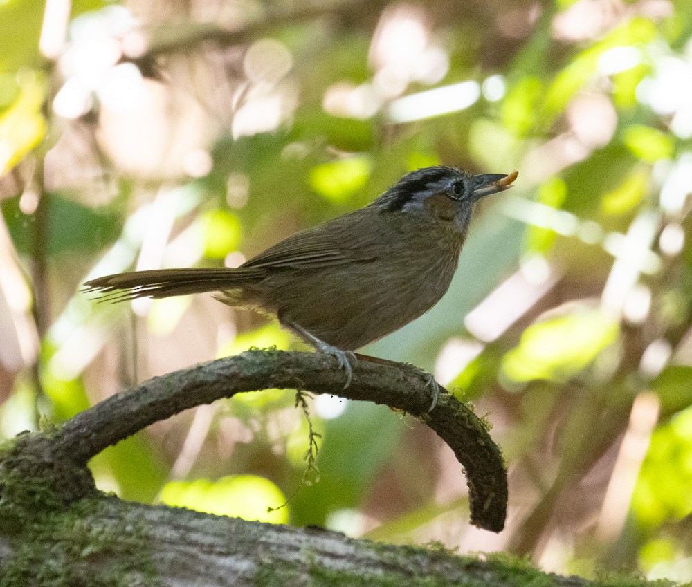 Gray-throated Babbler - ML619916667