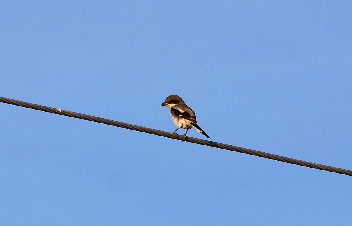 Loggerhead Shrike - ML619916670