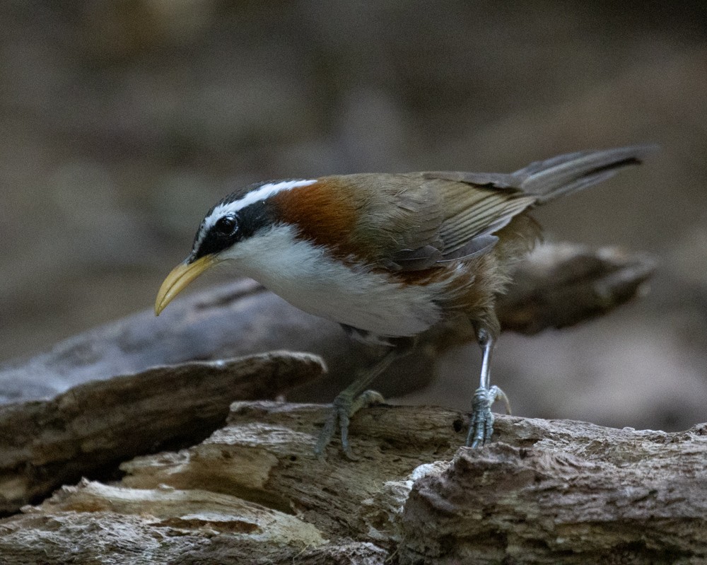 White-browed Scimitar-Babbler - ML619916684