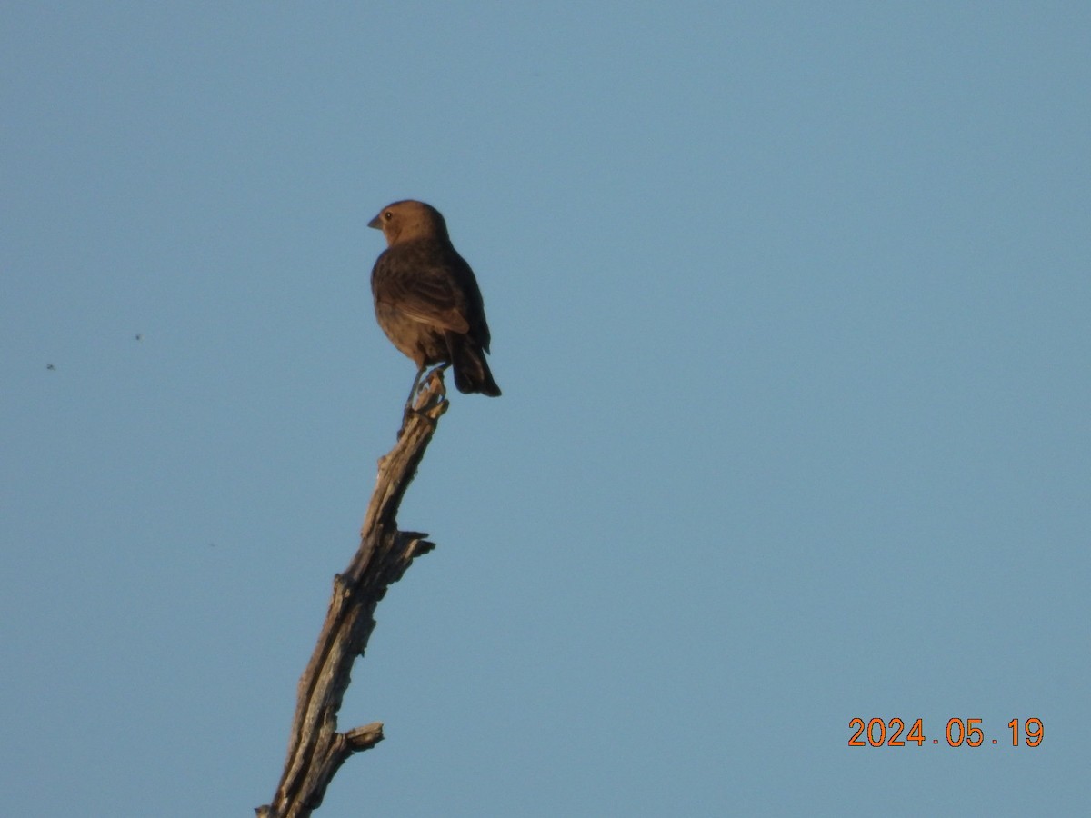 Brown-headed Cowbird - ML619916686