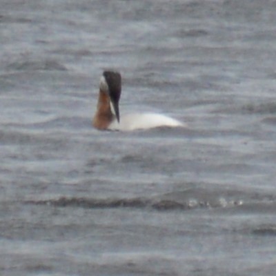 Red-necked Grebe - ML619916699
