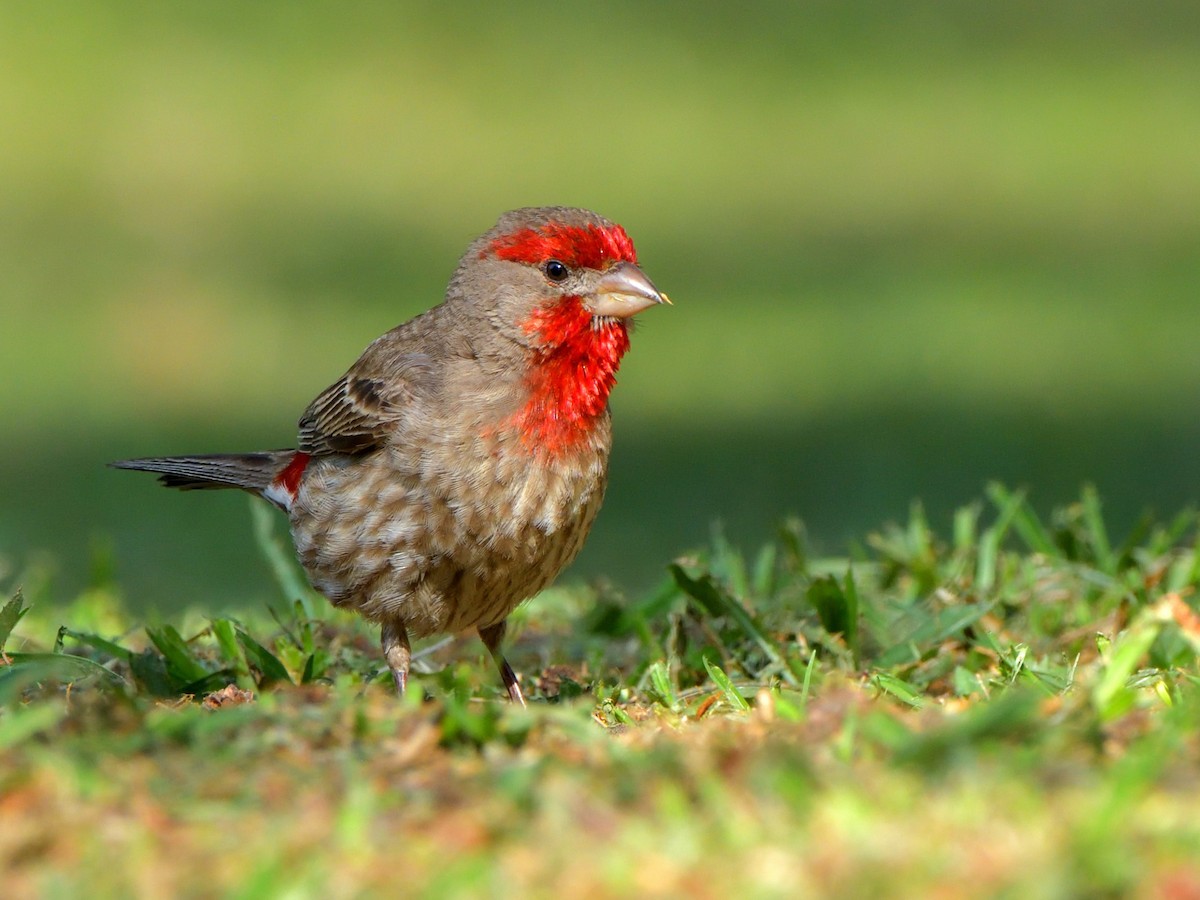 House Finch (Common) - ML619916705