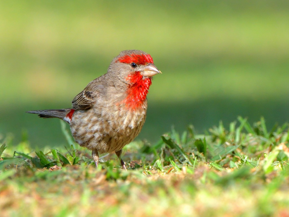 House Finch (Common) - ML619916706