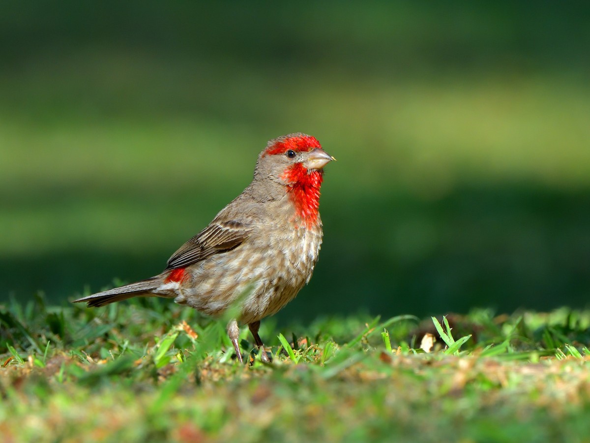 House Finch (Common) - ML619916707