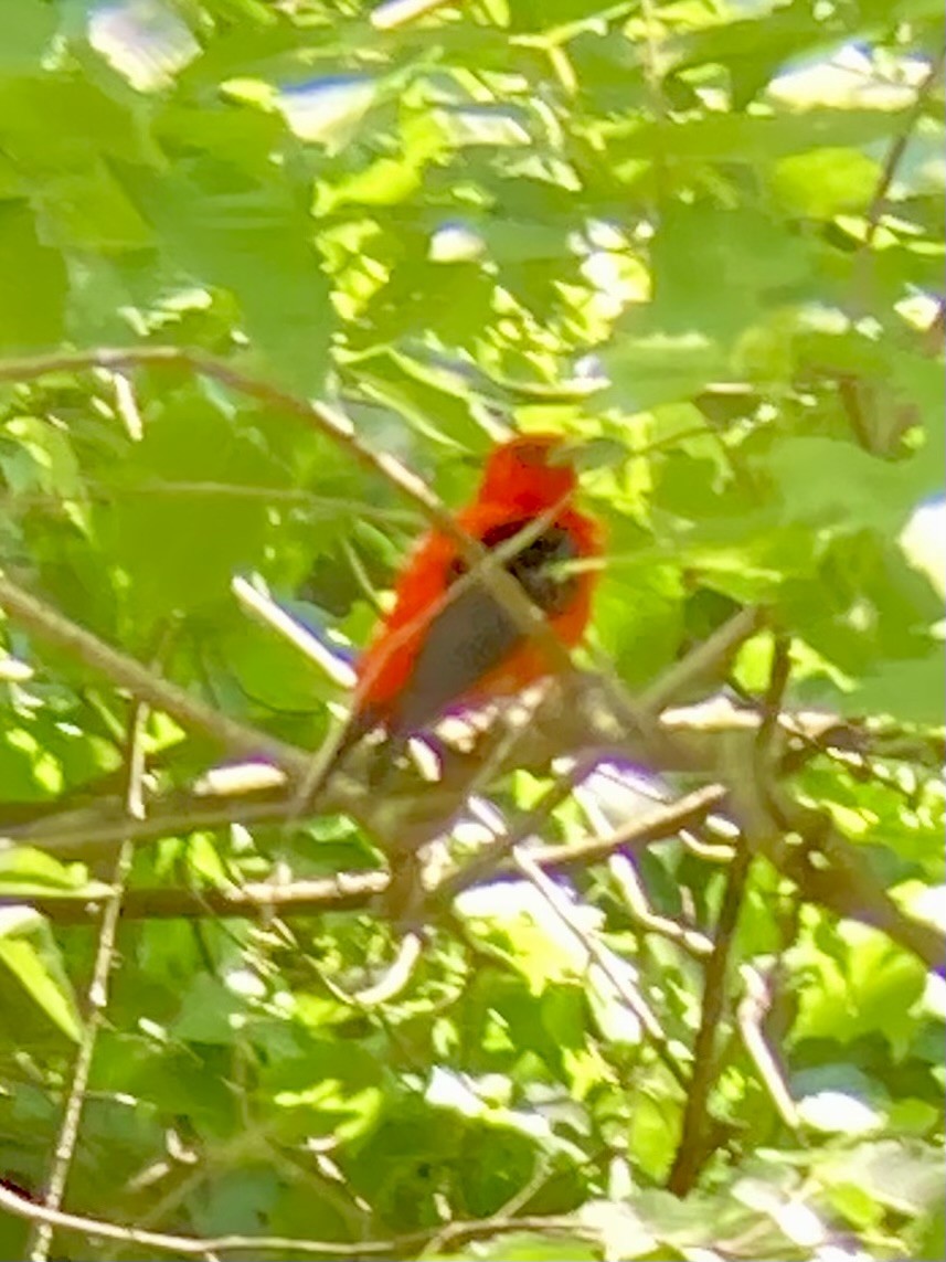 Scarlet Tanager - ML619916708